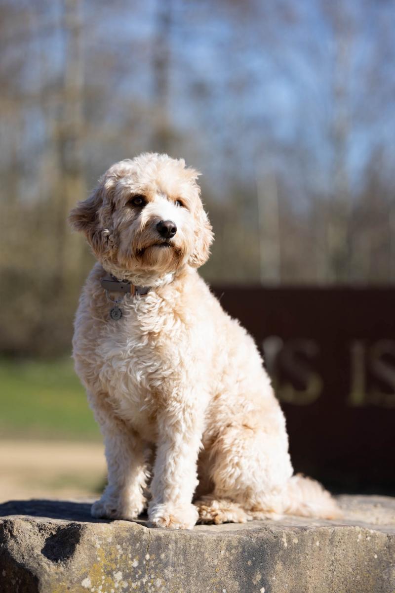 pet-dog-photography-2