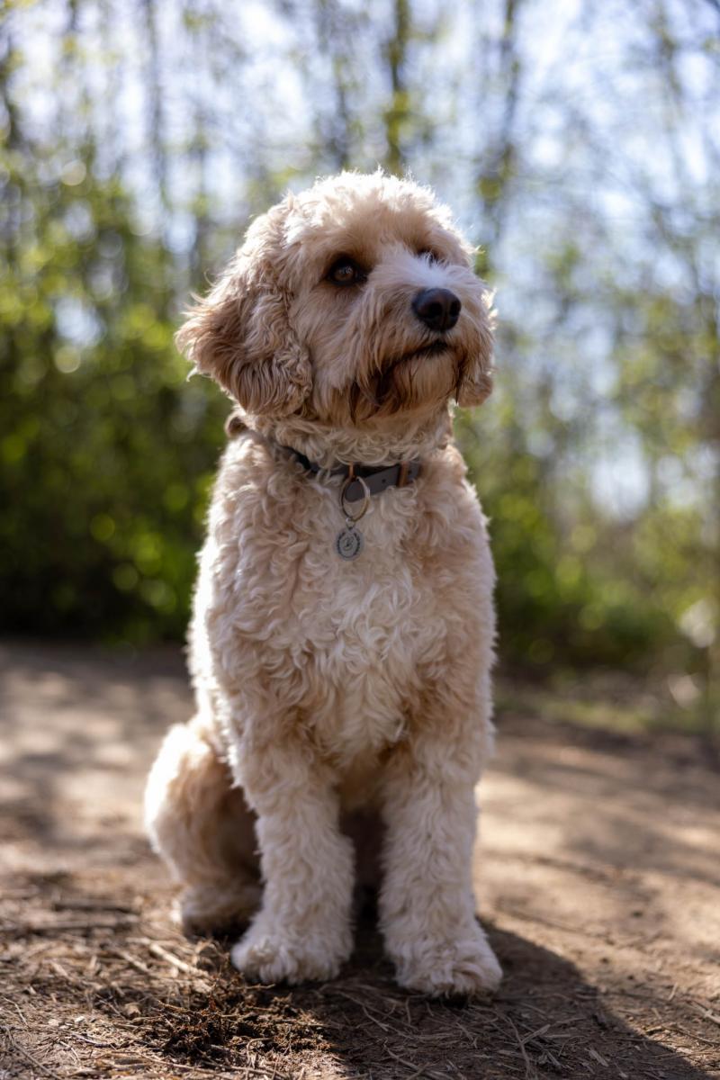 pet-dog-photography-1