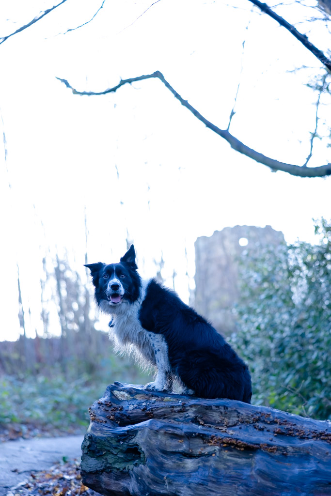 pet-dog-photography-9