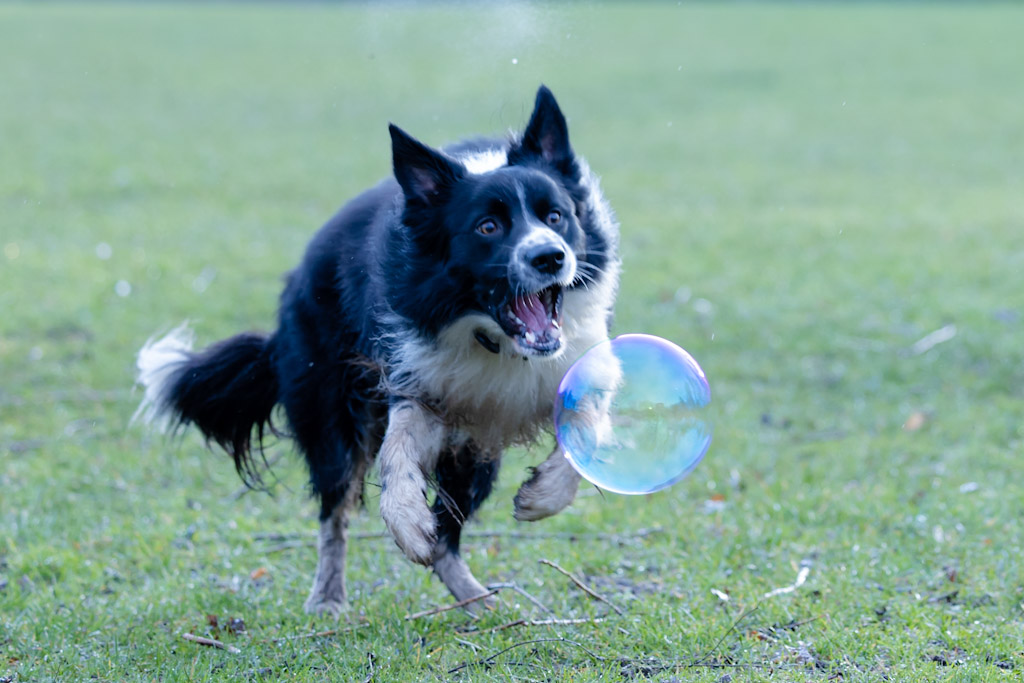 pet-dog-photography-7