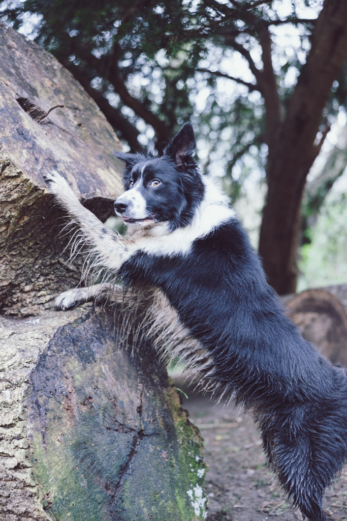 pet-dog-photography-3