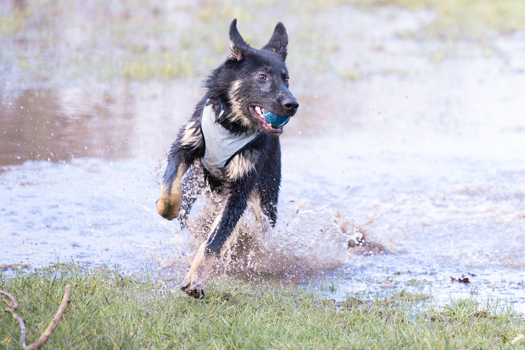 pet-dog-photography-5