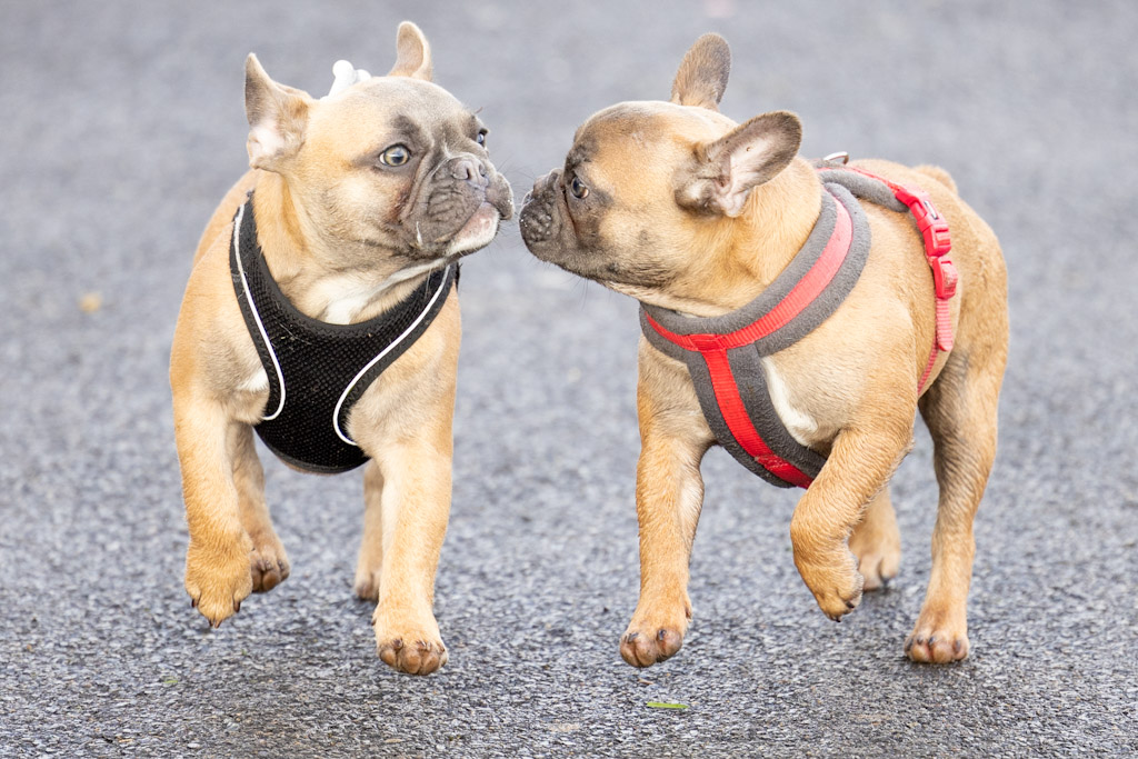 pet-dog-photography-6