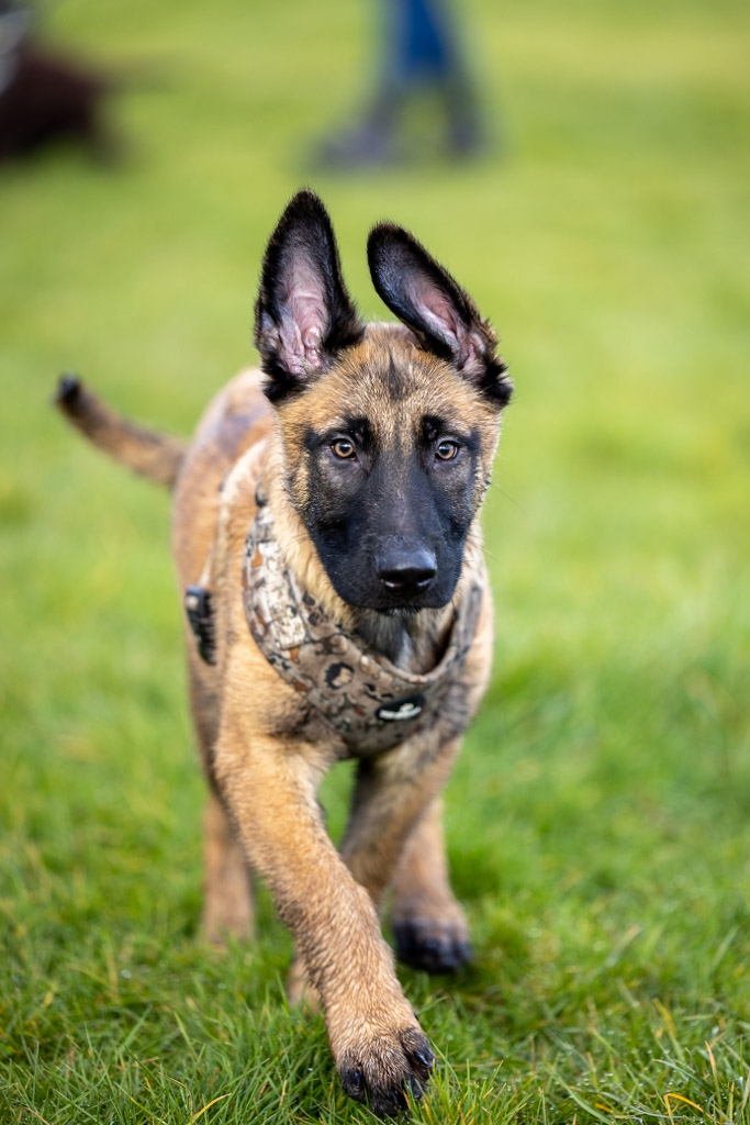 pet-dog-photography-8